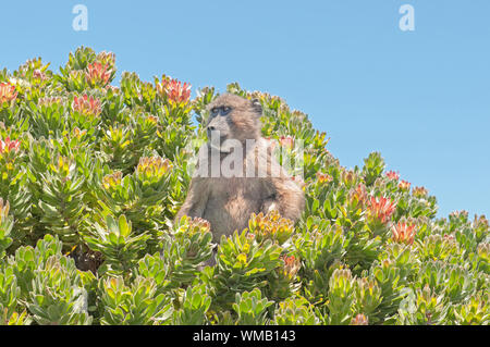 Chacma baboon (Papio ursinus), noto anche come il capo di babbuino, in un protea arbusto a Cape Point nel Parco Nazionale di Table Mountain a Cape Town, Sud Foto Stock