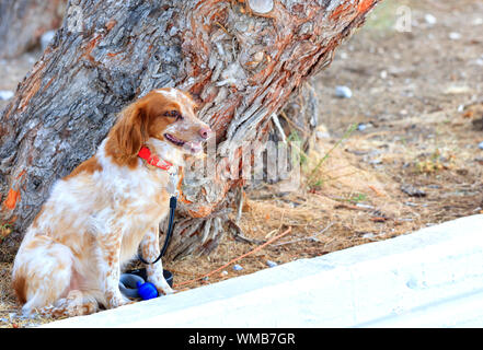 L'Olandese spaniel Kooiker Hound, rosso infuocato, siede nel parco vicino al tronco di un grande albero di pino e orologi con attenzione ciò che sta accadendo. Foto Stock