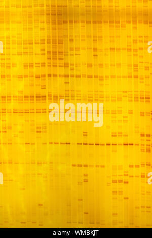 Impianto di impronte digitali di DNA su gel acrylamine risultato di elettroforesi Foto Stock