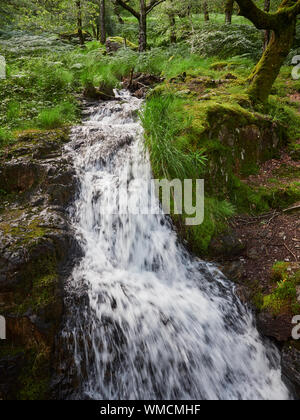 Un primo piano di un piccolo che scorre veloce flusso attraverso un bosco verde pavimento in Galles durante l'Estate, Wales, Regno Unito Foto Stock