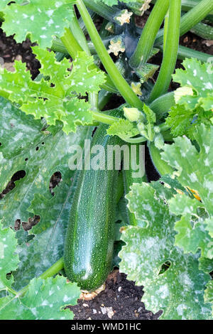 La Cucurbita pepo " Yolanda', la zucchina " Yolanda', squash " Yolanda' impianto, Zucchine " Yolanda' in crescita in un orto Foto Stock