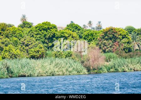 Banca del fiume Nilo visto durante la crociera turistica, Egitto Foto Stock