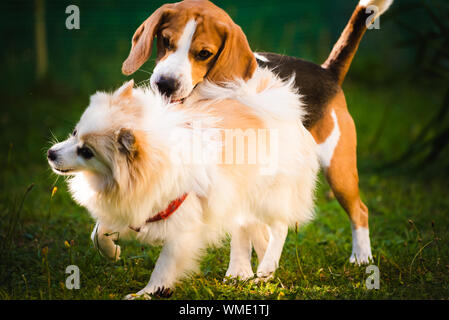 Cane Beagle con bianco spitz di Pomerania giocando su un prato verde Foto Stock