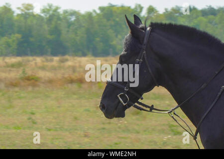 Ritratto di un cavallo nero in una briglia e rifilando mane Foto Stock