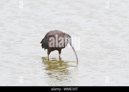 Ibis lucido (Plegadis falcinellus) rovistando in acqua poco profonda Foto Stock