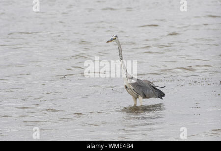 Airone cinerino (Ardea cinerea) rovistando in acque poco profonde, Amboseli National Park, Kenya Foto Stock