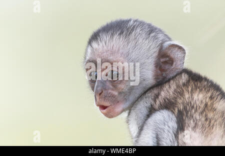 Nero-di fronte vervet (Cercopithecus pygerythrus). Ritratto di bambino. Foto Stock