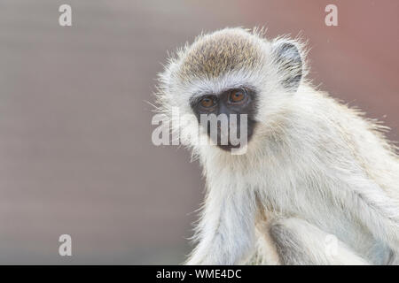 Nero-di fronte vervet (Cercopithecus pygerythrus). Ritratto di un giovane adulto. Foto Stock