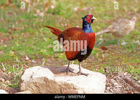 Il fagiano comune Phasianus colchicus Foto Stock