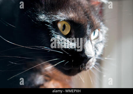 Gatto, il più interattivo gatto nero nel mondo, fissando. Foto Stock