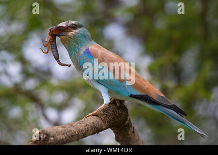 Rullo europea (Coracias garrulus) con scorpione preda, Ndutu, Ngorongoro Conservation Area, southern Serengeti, Tanzania. Foto Stock