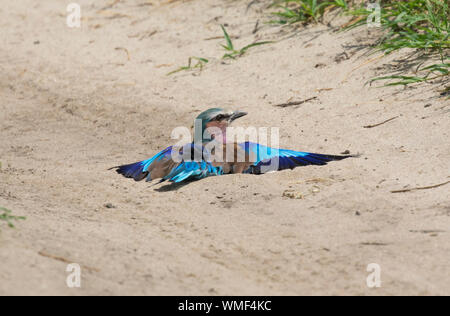 Rullo europea (Coracias garrulus) a prendere il sole, Ndutu, Ngorongoro Conservation Area, southern Serengeti, Tanzania. Foto Stock