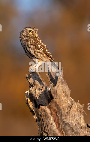 Gufo piccolo - Mocho-galego - Atene noctua Foto Stock