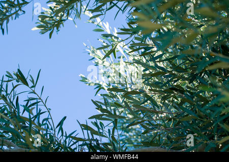 Frondosi rami di ulivo contro il summer blue sky. Foto Stock