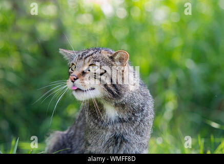 Scottish Wildcat , oggetto di scherno in fastidio Foto Stock