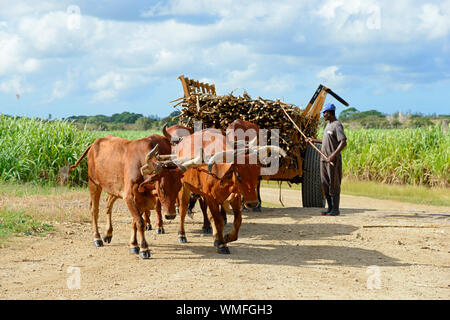 Ox cart, canna da zucchero, la canna da zucchero raccolto, Repubblica Dominicana, Caraibi, America Foto Stock