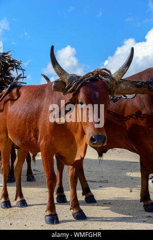 Ox, canna da zucchero, la canna da zucchero raccolto, Repubblica Dominicana, Caraibi, America Foto Stock