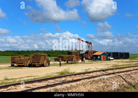 Ox cart, canna da zucchero, la canna da zucchero raccolto, Repubblica Dominicana, Caraibi, America Foto Stock