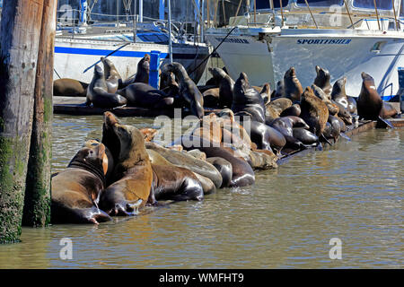 Californian Sea Lion, gruppo di adulti, Elkhorn Slough, Monterey, California, Nord America, Stati Uniti, (Zalophus californianus) Foto Stock