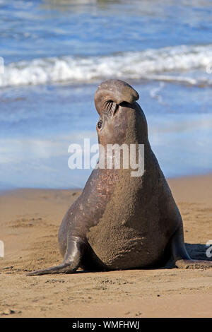 Northern guarnizione di elefante, maschio adulto, PIEDRAS BLANCAS Rookery, San Simeone, San Luis Obispo County, California, USA (Mirounga angustirostris) Foto Stock