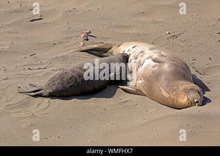 Northern guarnizione di elefante, femmina con giovani, PIEDRAS BLANCAS Rookery, San Simeone, San Luis Obispo County, California, USA (Mirounga angustirostris) Foto Stock