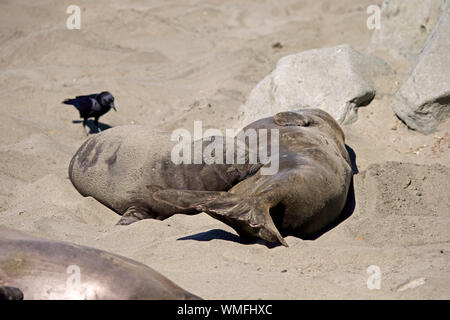 Northern guarnizione di elefante, femmina con giovani, PIEDRAS BLANCAS Rookery, San Simeone, San Luis Obispo County, California, USA (Mirounga angustirostris) Foto Stock