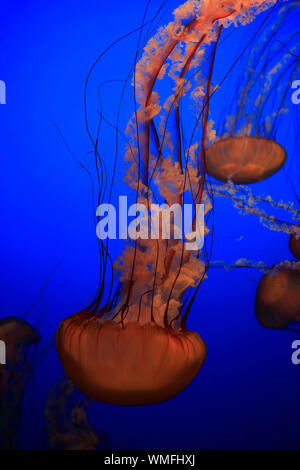 Mare di ortiche, Monterey, California, Nord America, Stati Uniti, (Chrysaora fuscescens) Foto Stock
