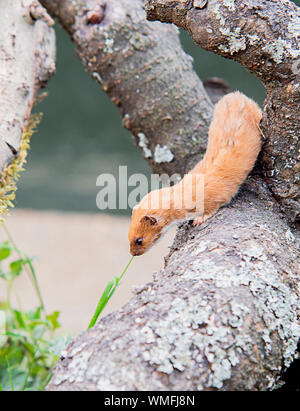 La donnola , British mammifero salendo sul log Foto Stock