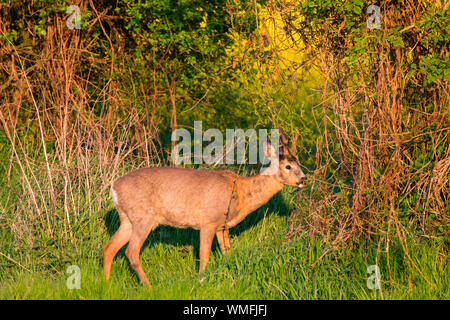 Il cervo, la gazzella, Schleswig-Holstein, Germania (Capreolus capreolus) Foto Stock