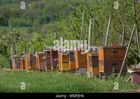 Alveari nel frutteto, pfedelbach, hohenlohe REGIONE DEL BADEN-WUERTTEMBERG, Heilbronn-Franconia, Germania Foto Stock