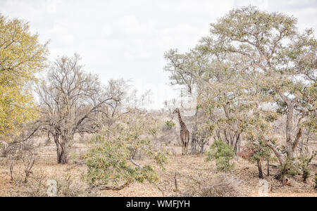 Una giraffa resto tenendo un riparo dal sole di mezzogiorno sotto grandi alberi a Tanda Tula Game Reserve sulla periferia del Kruger in Sud Africa Foto Stock