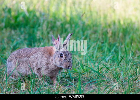 Conigli selvatici, Zingst, Meclenburgo-Pomerania Occidentale, Germania (oryctolagus cuniculus) Foto Stock