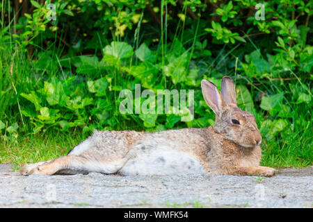 Conigli selvatici, Zingst, Meclenburgo-Pomerania Occidentale, Germania (oryctolagus cuniculus) Foto Stock