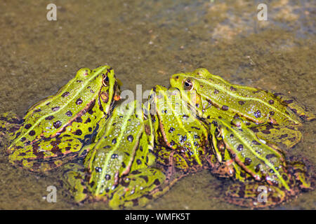 Rana verde, acqua comune rana, Zingst, Meclenburgo-Pomerania Occidentale, Germania (Pelophylax kl. esculentus) Foto Stock