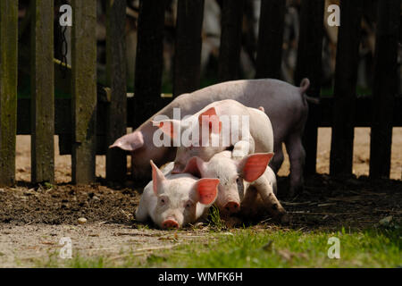 Suini domestici, di suinetti giacente insieme Foto Stock