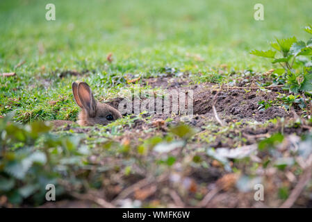 Coniglio europeo, Renania settentrionale-Vestfalia, Europa (oryctolagus cuniculus) Foto Stock