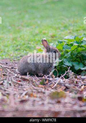 Coniglio europeo, Renania settentrionale-Vestfalia, Europa (oryctolagus cuniculus) Foto Stock