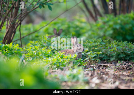 Coniglio europeo, Renania settentrionale-Vestfalia, Europa (oryctolagus cuniculus) Foto Stock