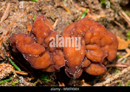 Falso morilles, (Gyromitra esculenta) Foto Stock