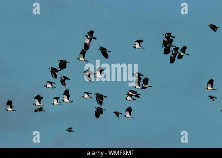 Northern lapwings, (Vanellus vanellus) Foto Stock