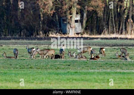 Unione il capriolo (Capreolus capreolus) Foto Stock