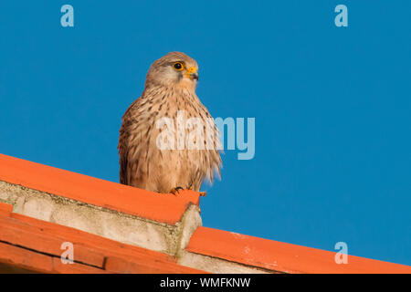 Comune, il gheppio (Falco tinnunculus) Foto Stock