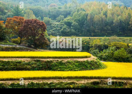Un piccolo campo di riso che diventa giallo visto dalla cima di un villaggio di montagna Foto Stock