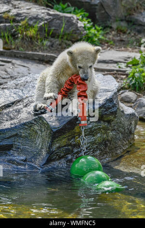 Eisbaerenkind Hertha, Eisbaerenanlage, Tierpark, Friedrichsfelde, Lichtenberg di Berlino, Deutschland Foto Stock