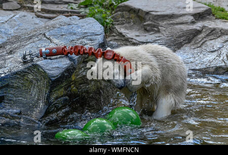 Eisbaerenkind Hertha, Eisbaerenanlage, Tierpark, Friedrichsfelde, Lichtenberg di Berlino, Deutschland Foto Stock