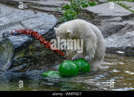 Eisbaerenkind Hertha, Eisbaerenanlage, Tierpark, Friedrichsfelde, Lichtenberg di Berlino, Deutschland Foto Stock