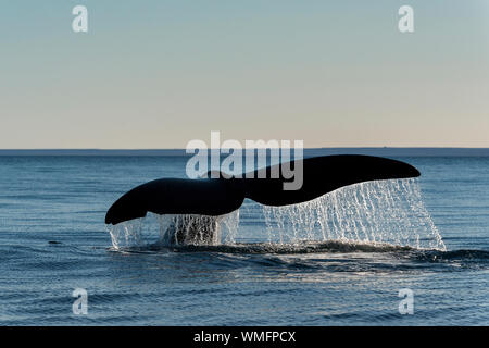 Fluke di coda di balena franca australe, Eubalaena australis, come immersioni poco prima del tramonto, Golfo Nuevo, Penisola di Valdes, Argentina. Foto Stock