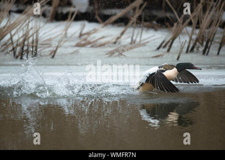 Comune, smergo maggiore (Mergus merganser), Meclenburgo-Pomerania Occidentale, Germania Foto Stock