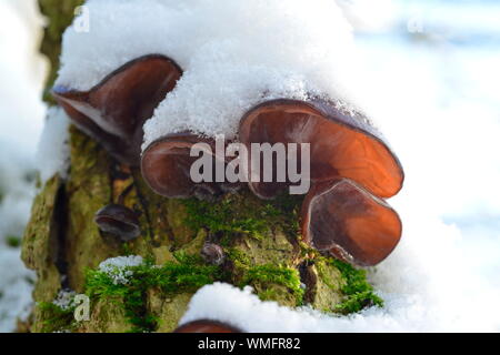 Giudeo l orecchio, (Auricularia padiglione auricolare-judae), Meclenburgo-Pomerania Occidentale, Germania Foto Stock