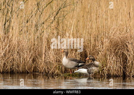 Oca graylag, (Anser anser), coppia, Schonberg, Meclenburgo-Pomerania Occidentale, Germania Foto Stock